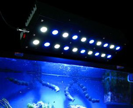 Stark, EShine older Generation LED knock off aquarium light