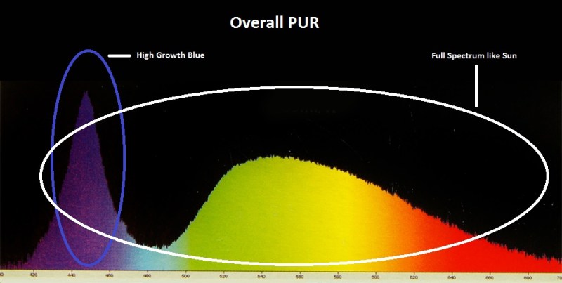 Best Aquarium Reef Plant PUR