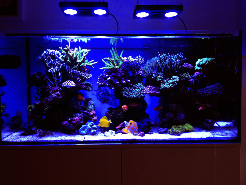 Ecotech Radion Pro Review