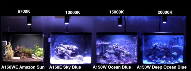 Kessil LED Review