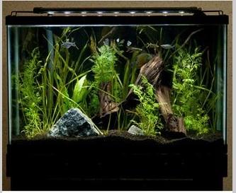 Marine Land LED Review