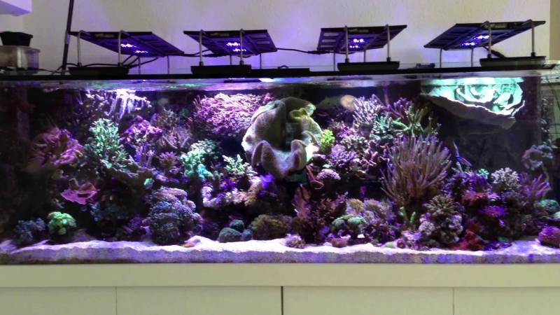 Maxspect Color Review