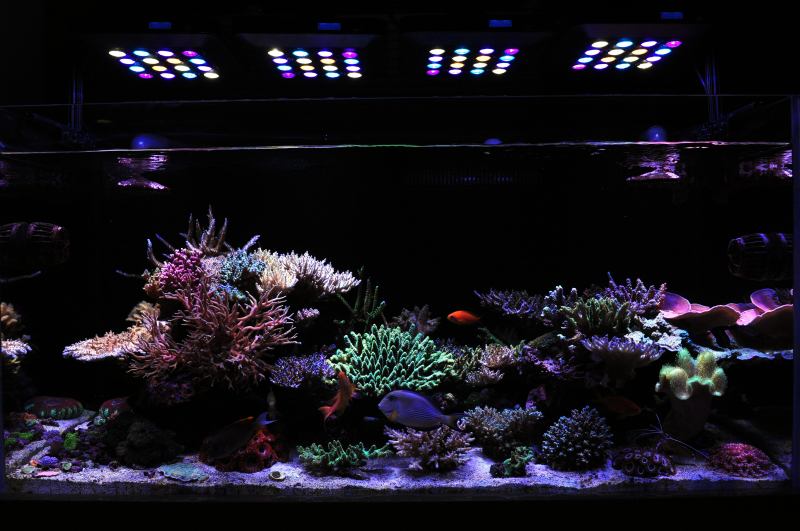 Maxspect Mazarra review