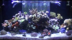 Marineland Reef LED Review