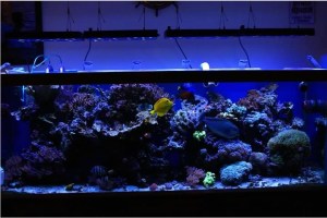 Ocean Revive LED Review