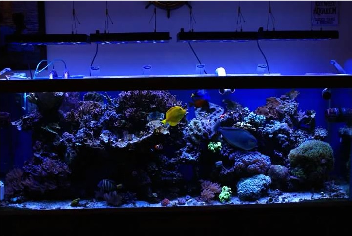 Ocean Revive LED Review