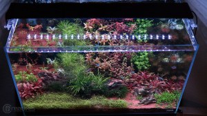Planted + 24 7 LED Review