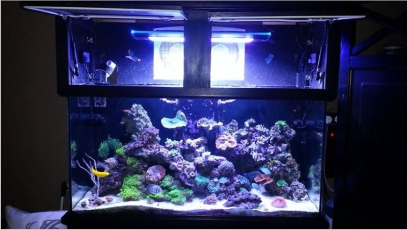 Zetlight LED Review color