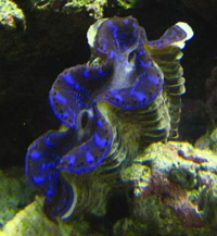 Maxima Clam