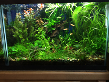 20 Gallon Planted Aquarium with one GroBeam LED and one T2 Light
