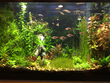 20 Gallon Planted Aquarium with one GroBeam LED Light