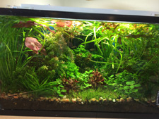 Planted 10 gallon Aquarium with T2 6400l lighting, lights