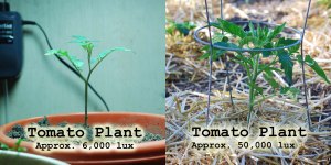 Simple Hydroponic Lux Compair